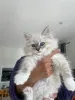 Фото №3. Chatons Siberiens доступны для усыновления.. Финляндия