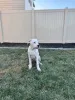 Фото №3. Dogo Argentino Puppies для усыновления.  США
