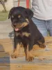 Дополнительные фото: Rottweiler красивые щенки