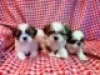 Фото №2 к объявлению №160992 о продаже ши-тцу - купить в Австрии 