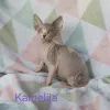 Дополнительные фото: Котята канадского сфинкса
