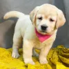 Дополнительные фото: Kahdeksan mustaa, keltaista/punaista labradorinnoutajan pentua laadukkaassa