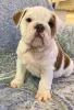 Фото №2 к объявлению №166108 о продаже английского бульдога - купить в Великобритании частное объявление, заводчик