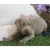 Дополнительные фото: Kahdeksan mustaa, keltaista/punaista labradorinnoutajan pentua laadukkaassa