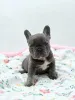 Фото №1. французский бульдог - купить в Брюсселе за 102044₽. Объявление №167718