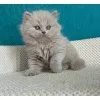Фото №1. британская короткошёрстная - купить в Олдершот за 32468₽. Объявление №174377
