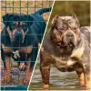 Дополнительные фото: Американский щенок американский хулиган XL Trico Merle 5 месяцев