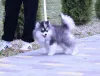 Дополнительные фото: Щенки Помски микро