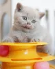 Фото №2 к объявлению №143482 о продаже британская короткошёрстная - купить в Германии заводчик