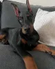 Фото №3. Doberman Puppy Pupply с бумагами и родословной.  Германия