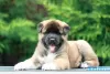Дополнительные фото: Щенки Американской Акиты
