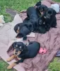 Фото №3. Sweet Mini Dachshund Mix Puppies for sale.  Германия