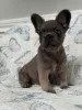 Фото №2 к объявлению №156452 о продаже французского бульдога - купить в Чехии заводчик