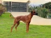 Дополнительные фото: Продаются щенки породы Родезийский Риджбек (Rhodesian Ridgeback)