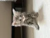 Дополнительные фото: Маленькие котята мейн-кун, мальчик и девочка, уступают дорогу