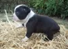Фото №3. Boston Terrier Puppies.  Великобритания