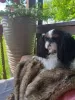 Дополнительные фото: Кинг Чарльз спаниель King Charles spaniel