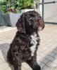 Фото №2 к объявлению №160916 о продаже португальскую водяную собаку - купить в Бельгии частное объявление, заводчик