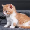 Фото №3. Котята Манчкин. Греция