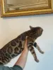Дополнительные фото: Бенгалская кошка bengal cat