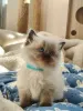Дополнительные фото: Registrierte reinrassige Ragdoll-Kätzchen