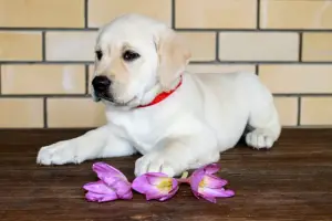 Дополнительные фото: Labrador (Eng bloodline)