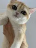 Фото №3. Britishorthair NY 12 Женщина полная родословная. Турция