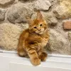Фото №3. Очаровательный коричневый полосатый котенок мейн-кун идеальная семейная кошка. Чехия