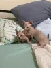 Дополнительные фото: Bambino-Kätzchen Zur Усыновление Verfügbar