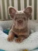 Фото №1. французский бульдог - купить в Мюнхене за договорная. Объявление №155635