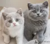 Фото №2 к объявлению №143676 о продаже британская короткошёрстная - купить в Беларуси 