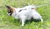 Дополнительные фото: Папийон, Papillon