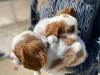 Фото №3. Beautiful Health Cavalier Puppies Business WhatsApp 37256348129.  Финляндия