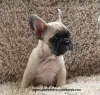 Фото №3. Продажа щенков французского бульдога.  США