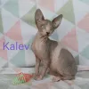 Дополнительные фото: Котята канадского сфинкса