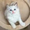 Фото №3. Ragdoll котята для усыновления. Германия