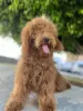 Фото №3. Poodle red Пудель.  Испания