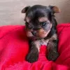 Фото №3. Yorkie Puppies для усыновления. У нас есть щенки йорки для усыновления в любом.  США