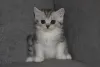 Дополнительные фото: Породные Шотландские котята