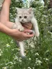 Фото №3. Шотландские котята. Беларусь