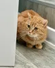 Дополнительные фото: Рыжая красотка с характером срочно ищет дом!