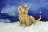 Фото №3. Kocięta rasy Devon Rex доступен на складе. Польша