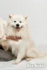 Дополнительные фото: Красивые samoyed pieciopociopociopociosae щенки щенки