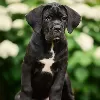 Фото №3. Cane Corso.  Латвия