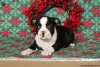 Фото №3. Полностью вакцинированный Boston Terrier KC Reg.  США