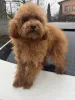 Фото №1. пудель (той) - купить в Киеве за 139151₽. Объявление №160236