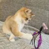 Фото №3. Предлагается помет красивых британских короткошерстных котят.. Австралия