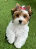 Фото №3. Beaver Yorkshire Terrier щенки для усыновления.  США