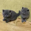 Фото №1. британская короткошёрстная - купить в Ладонь за договорная. Объявление №176421