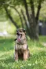 Дополнительные фото: Чудесная собака Мила ищет семью.